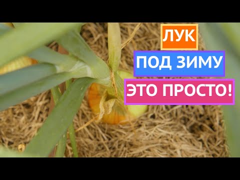 Видео: МОИ СЕКРЕТЫ ПОСЕВА ЛУКА ПОД ЗИМУ ДЛЯ БОЛЬШОГО УРОЖАЯ!