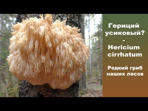 Видео: Герициум усиковый ? -  Hericium cirrhatum. Редкий гриб наших лесов.
