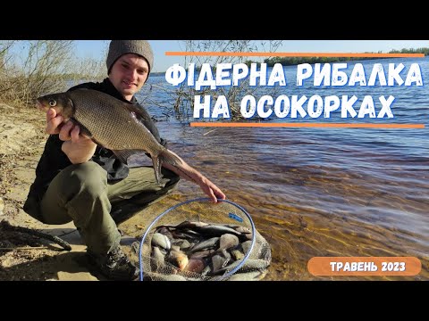 Видео: Фідерна риболовля на Дніпрі на Осокорках 🍀 риболовля в Києві , наловив 10+ кг за одну сессію 😁