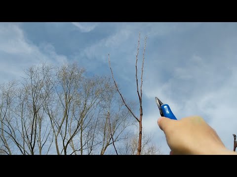 Видео: Зимна резитба на ябълка, 4-та година