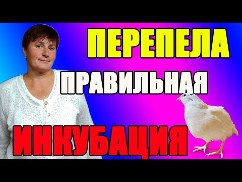 Видео: Перепела. Как  найти правильный  режим инкубации.