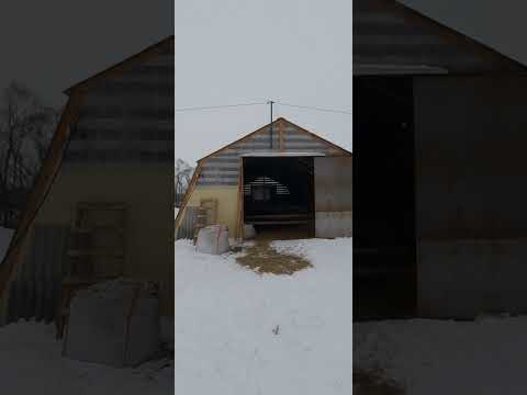 Видео: Помешение для откорма бычков, как лучше сделать.