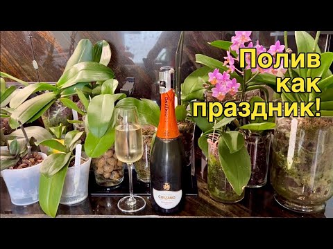 Видео: Сто орхидей - без шампанского никак! 🍾👌🏻