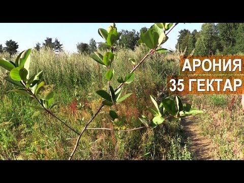 Видео: Выращивание аронии. Чёрноплодная рябина. ООО Озерный край