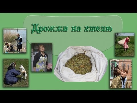 Видео: Закваска для хлеба из хмеля и отрубей