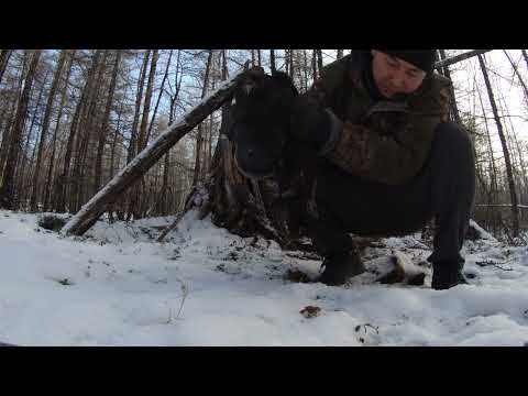 Видео: Охота на соболя. Попались все, кроме соболя.