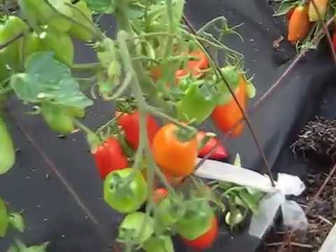 Видео: ОПРЕДЕЛИЛАСЬ С СОРТАМИ ТОМАТОВ ДЛЯ  ОГОРОДА