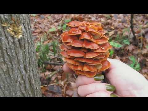 Видео: Сбор фламмулины в ноябре.