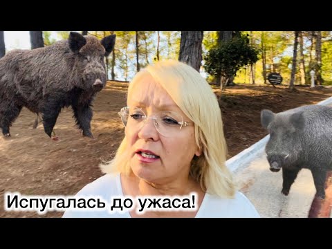 Видео: На вечерней прогулке в горах встретила кабана!Испугалась до ужаса! Приключения в Турции!