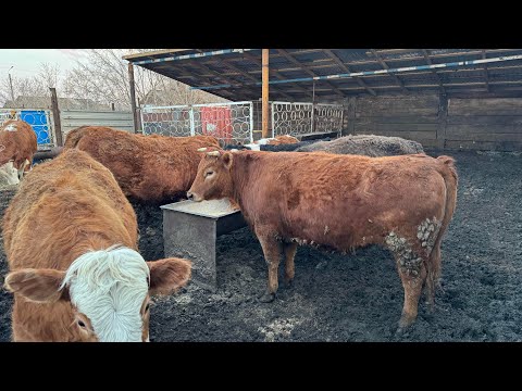 Видео: Три фатальных ошибок которые я совершил при переходе на вольный откорм