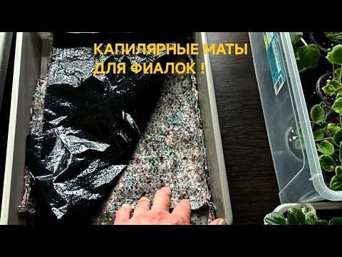 Видео: СУПЕР СПОСОБ ВЫРАЩИВАНИЯ ДЕТОК ФИАЛКИ !!! КАПИЛЯРНЫЕ МАТЫ !