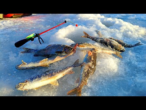 Видео: Мы НАШЛИ ХАРИУСА на КРАСИВОЙ РЕКЕ!!! Рыбалка на зимнего хариуса