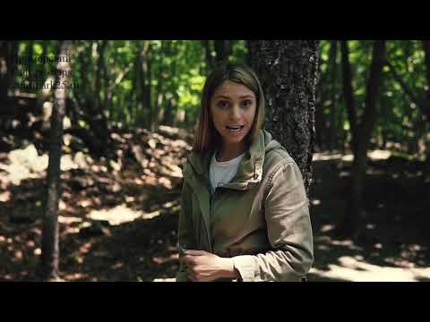 Видео: Путешествие в в Приморский сафари парк  Как поживают Тимур и Амур