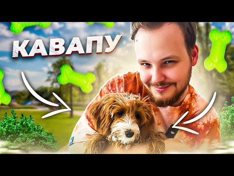 Видео: НЕ ЗАВОДИ ЭТУ ПОРОДУ ПОКА НЕ ПОСМОТРИШЬ ЭТО ВИДЕО | ВСЕ ПРО ПОРОДУ КАВАПУ | ЛИЧНЫЙ ОПЫТ ВЛАДЕНИЯ
