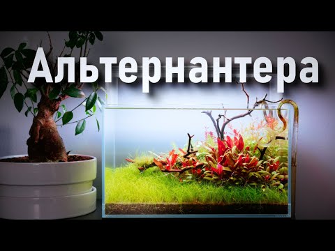 Видео: Аквариумная свекла - Альтернантера