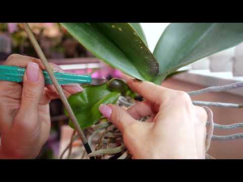 Видео: Надо резать листья орхидеям.