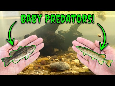 Видео: Создаём миниатюрную экосистему для крошечных окуней и щук! (Создание небольшой экосистемы!)