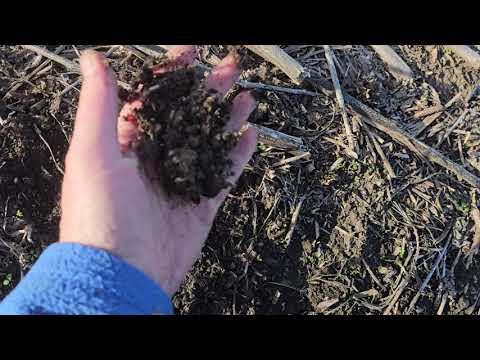 Видео: Стратегія посіву зимуючого гороху від А доЯ