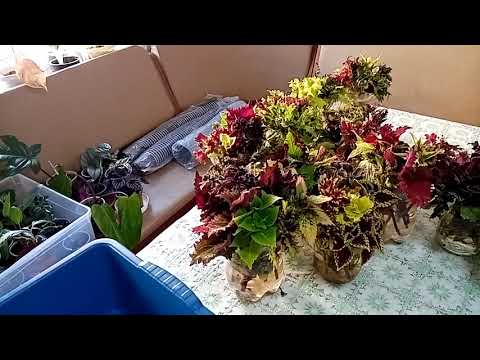 Видео: Колеусы: черенкование, грунт, условия роста.