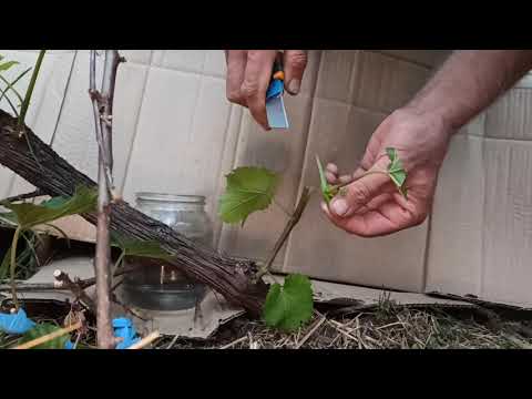 Видео: Ашладисване, Присаждане, Калемене, Облагородяване на Лоза Зелено в Зелено На Разцеп