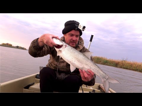 Видео: УДАЧНАЯ РАЗВЕДКА ПО ХИЩНИКУ - ЛОВЛЯ ЖЕРЕХА, СУДАКА, ЩУКИ - СУПЕР РЫБАЛКА