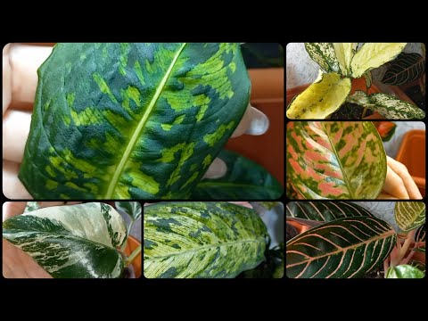 Видео: Часть 2🌹Обзор АРОИДНЫХ🌱Диффенбахии Рефлектор🌱Везувий🌱Монстера Альба🌹Аглаонемы🌱Пересадка🌱Грунт