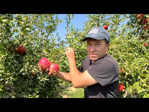 Видео: Самые крупные Гранаты Узбекистана! Как Узбеки выращивают Гранат!