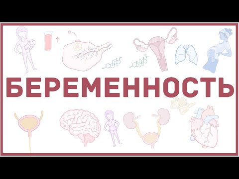 Видео: Беременность - физиологические процессы и изменения - кратко
