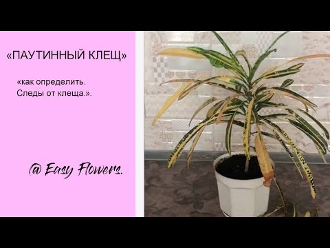 Видео: ПАУТИННЫЙ КЛЕЩ НА КРОТОНЕ. Как определить вредителя? Какие последствия?