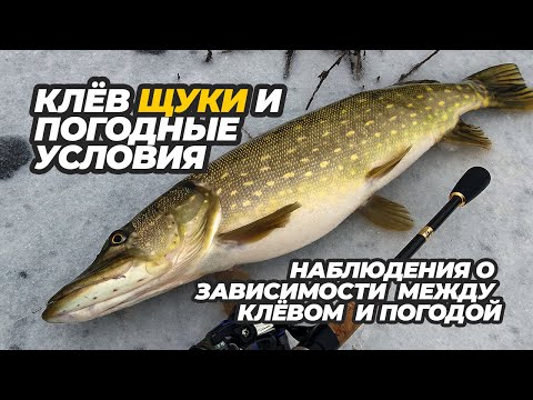 Видео: Клёв щуки и погодные условия