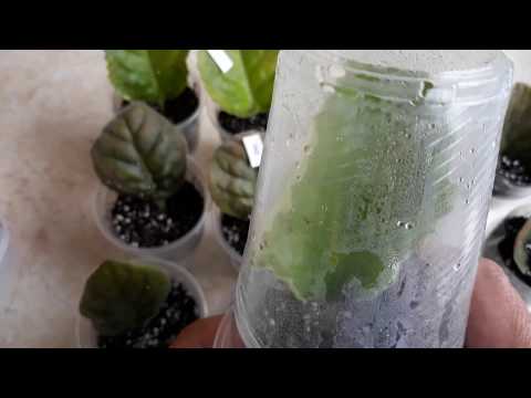 Видео: Проветривать или нет укореняющиеся листья фиалки?