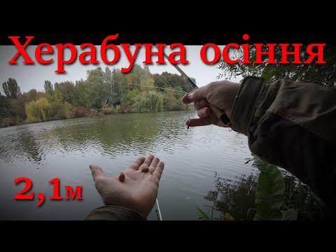 Видео: Осіння Херабуна - Вінниця оз Вишенське #herabuna  #streetfishing #floating #cruciancarp #タナゴ  #ヘラブナ