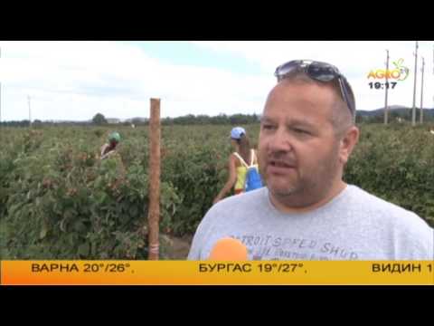 Видео: България – световна сила в производството на малини