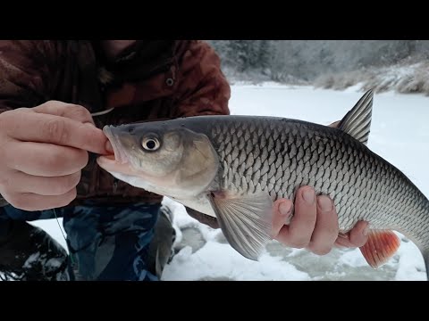 Видео: Ловим живца. Проверка жерлиц на хищника! 12.12.18.