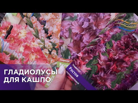 Видео: Красивейшие гладиолусы в кашпо, цветение, посадка, обработка