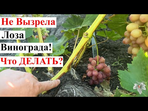 Видео: Не ВЫЗРЕВАЕТ ЛОЗА Винограда! ПРИЧИНЫ и Как ЭТО ИСПРАВИТЬ?