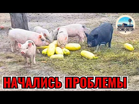 Видео: Отдыхаем на хуторе в лесу. Начались проблемы с моим проектом.