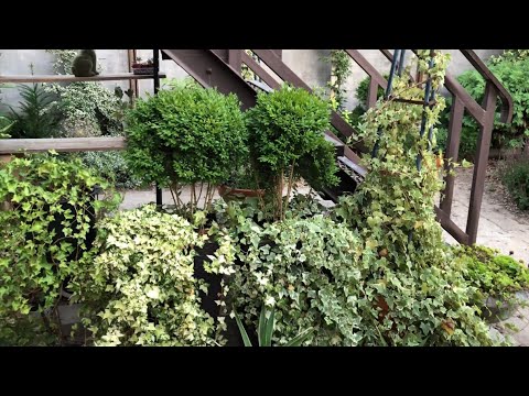 Видео: ТОП - 10 САМЫХ НЕПРИХОТЛИВЫХ ВЕЧНОЗЕЛЕНЫХ РАСТЕНИЙ НА ЮГЕ🌿.