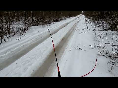 Видео: Охота с Добычем на беляка.  23 02 2024