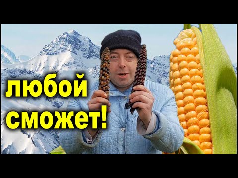 Видео: Все секреты выращивания кукурузы! Кукуруза от а до я!