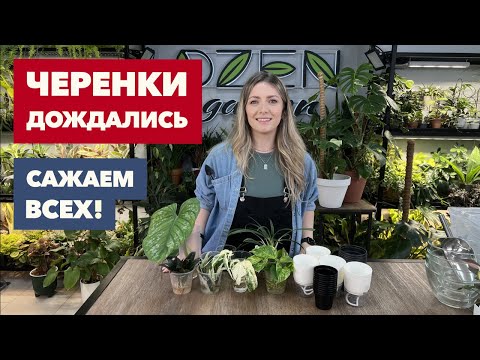 Видео: Посадка черенков комнатных растений » Август 2025