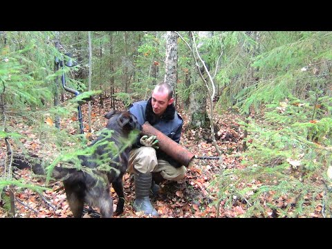 Видео: Череда неудач и собака закопанная медведем в болоте заставила меня развернуться и ехать с копа домой