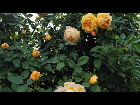 Видео: 11 сентября. Мой розарий.