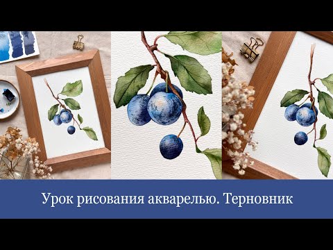 Видео: Урок рисования акварелью. Рисуем терновник