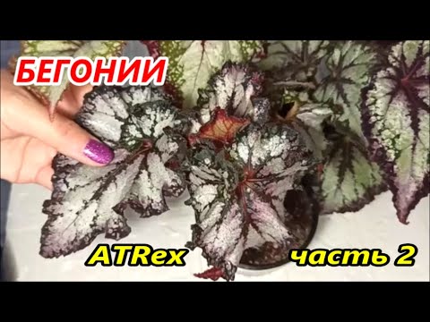 Видео: МОЯ селекция 🌺 БЕГОНИЙ ATRex ✅ Часть 2