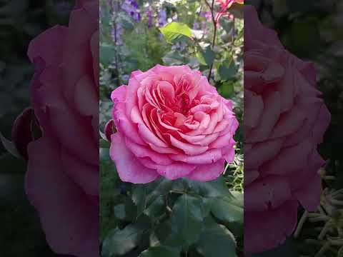 Видео: Распускается роза Андре ле Нотре и  цветёт роскошная роза Альбрехт Дюрер.🌹🌹🌹