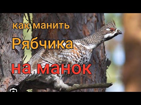 Видео: как манить рябчиков на манок