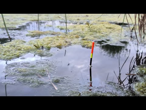 Видео: Рыбалка на поплавок в мае.