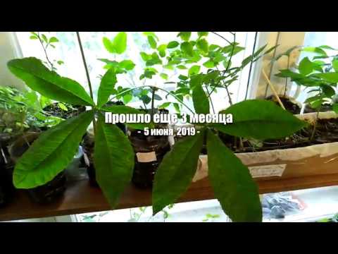 Видео: Каштан конский - стратификация и посадка семенами