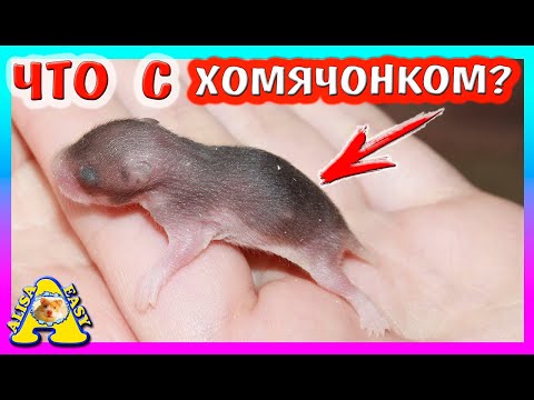 Видео: СПАСЕНИЕ ХОМЯЧАТ / ПОТЕРЯЛИ ХОМЯЧОНКА / СКОЛЬКО Хомки ОСТАЛОСЬ? / кормлю хомячат / Alisa Easy Pets
